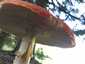 Légyölő galóca (Amanita muscaria), Őrség